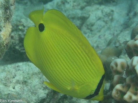 Chaetodon plebeius, Blaupunkt-Falterfisch