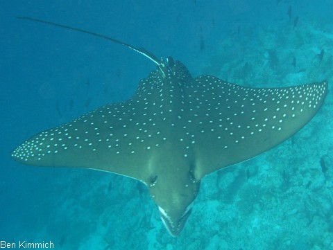 Aetobatus narinari, Adlerrochen