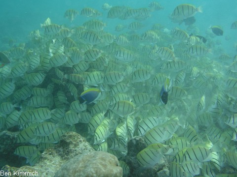 Acanthurus triostegus, Gitter Doktorfisch