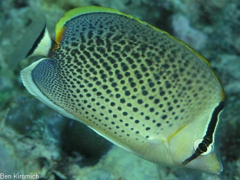 Chaetodon guttatissimus, T pfel-Falterfisch