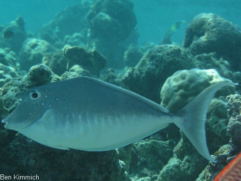 Naso brachycentron, Buckel-Nasendoktor