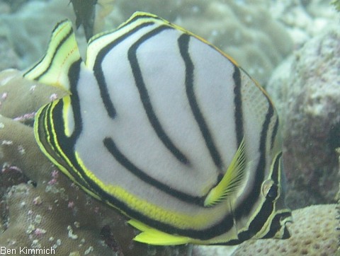 Chaetodon meyeri, Geb nderter Falterfisch