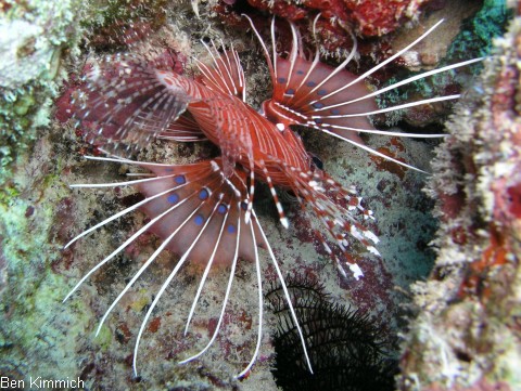 Pterois antennata, Antennen-Feuerfisch