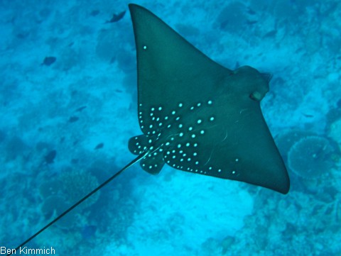 Aetobatus narinari, Adlerrochen