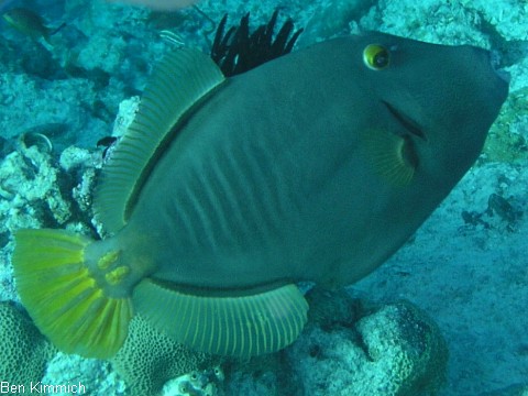 Cantherhines dumerilii, Gelbschwanz-Feilenfisch