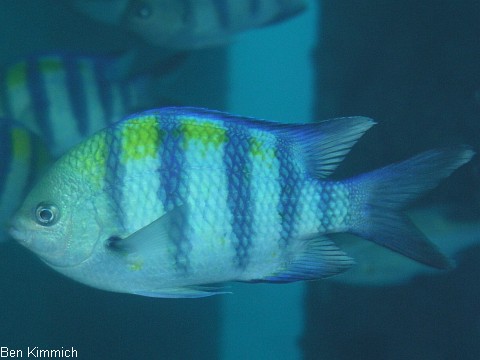 Abudefduf saxatilis, Gestreifter-Sergant