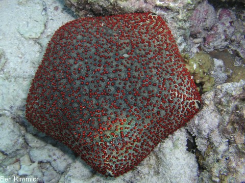Culcita sp., Kissen Seestern