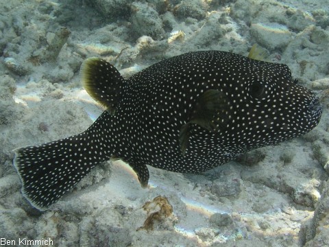 Arothron meleagris, Sternen-Kugelfisch
