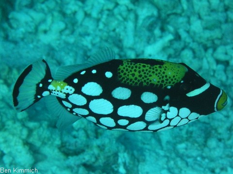 Balistoides conspicillum, Leopardendrcker