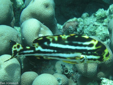 Plectorhinchus vittatus, Orient Ssslippe