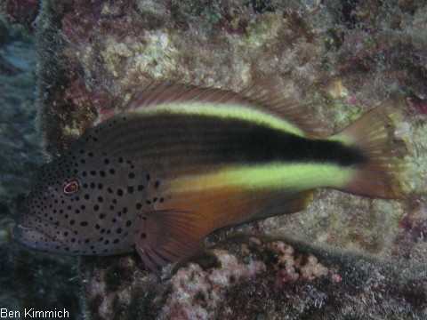 Paracirrhites forsteri, Forsters Korallenwchter