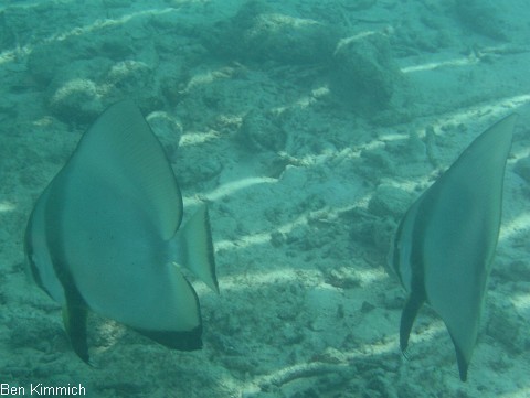 Platax, Fledermausfisch