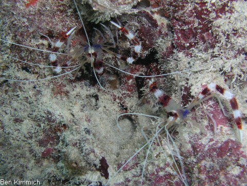 Stenopus hispidus, Geb nderte Scherengarnele