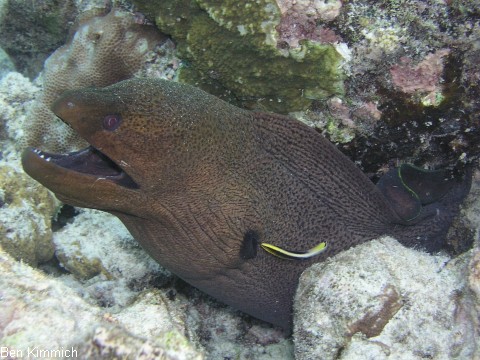 Gymnothorax javanicus, Riesenmurne