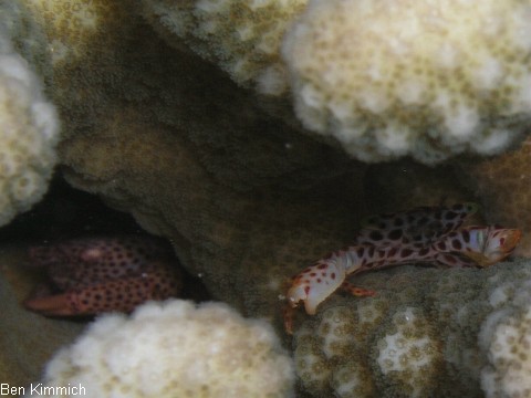 Trapezia rufopunctata - Trapez Krabbe