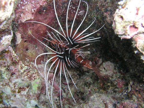 Pterois radiata, Strahlen-Rotfeuerfisch