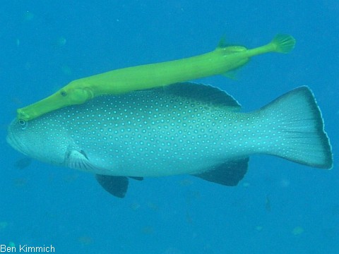 Aulostomus chinensis, Pazifischer Trompetenfisch