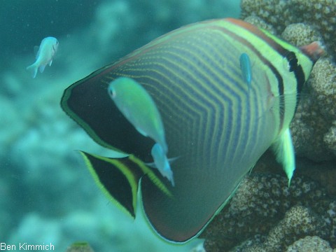 Chaetodon triangulum, Indik-Baroness-Falterfisch