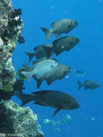 Kyphosus cinerascens, Blauer Ruderfisch
