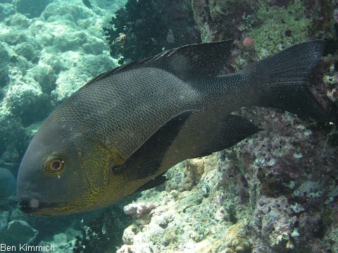 Macolor niger, Schwarzwei-Schnapper