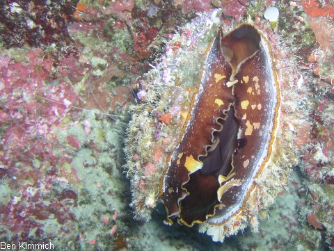 Spondylus varius, Stachelauster