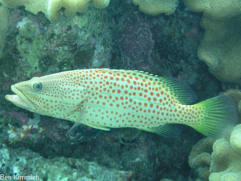 Anyperodon leucogrammicus, Spitzkopf-Zackenbarsch