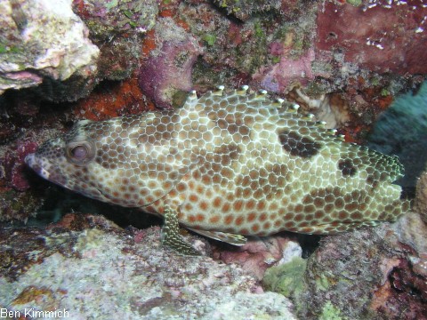 Epinephelus spilotoceps, Vielfleck-Wabenbarsch
