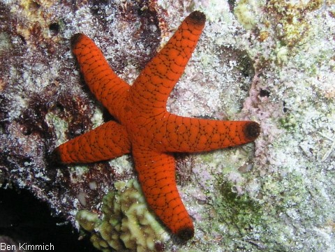 Fromia indica, Indischer Seestern