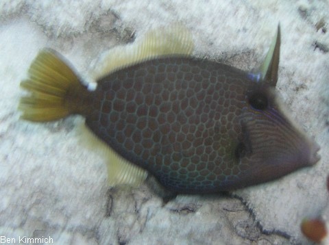 Cantherhines pardalis, Feilenfisch