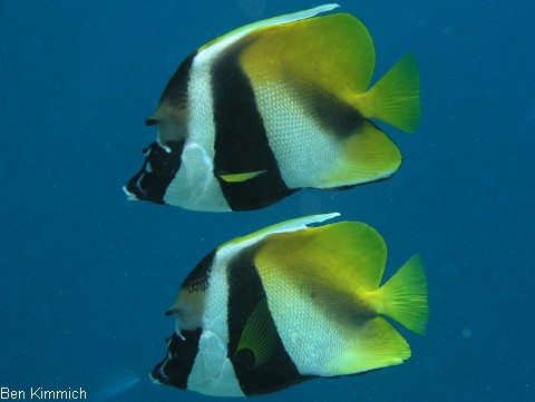 Heniochus monoceros, Masken-Wimpelfisch