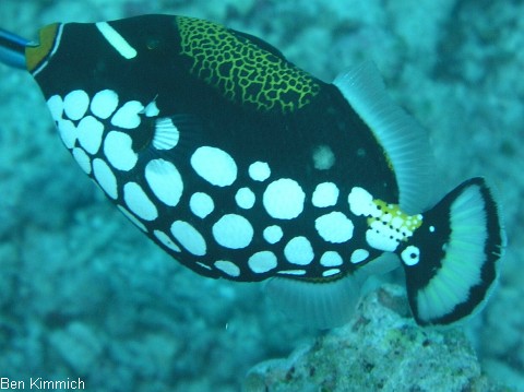 Balistoides conspicillum, Leopardendrcker