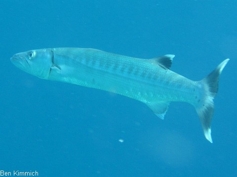Sphyraena barracuda, Groer Barracuda