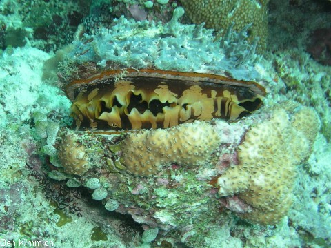 Spondylus varius, Stachelauster