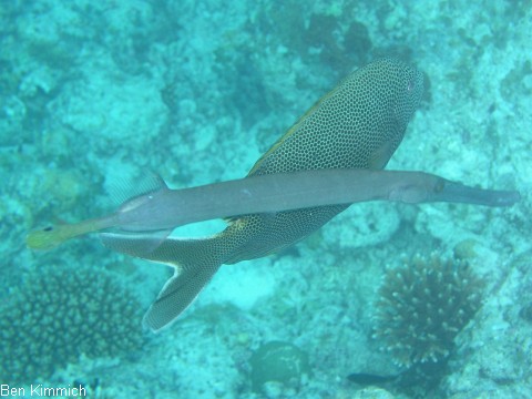 Aulostomus chinensis, Pazifischer Trompetenfisch