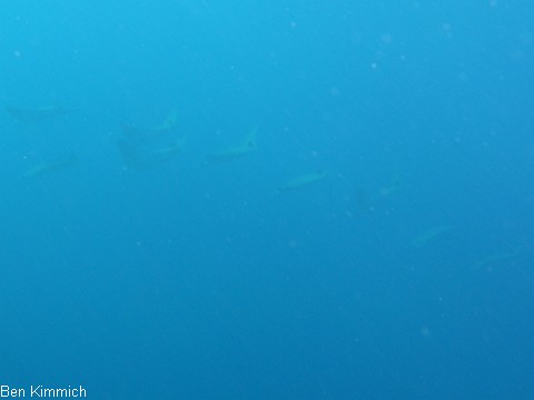 Aetobatus narinari, Adlerrochen