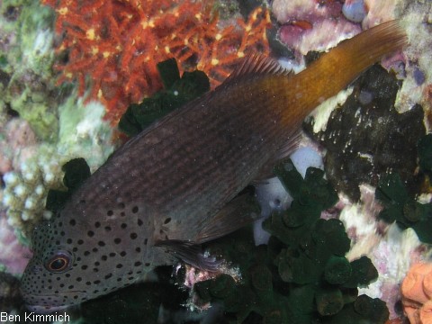 Paracirrhites forsteri, Forsters Korallenwchter
