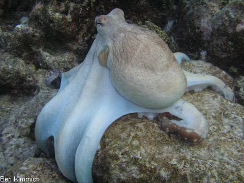 Kraken