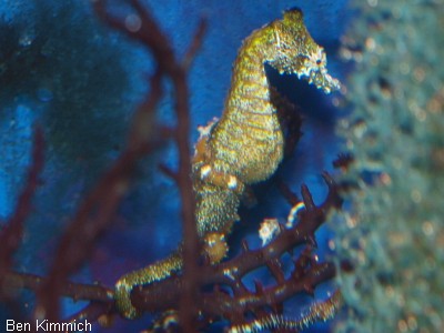 Hippocampus zosterae, Zwergseepferdchen