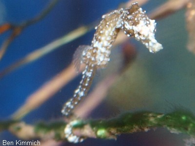 Hippocampus zosterae, Zwergseepferdchen