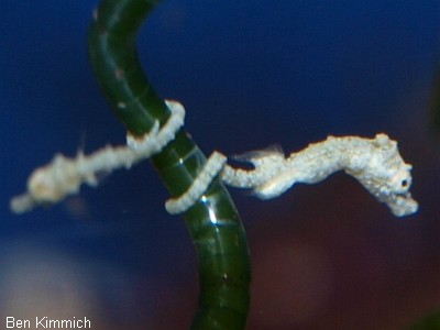 Hippocampus zosterae, Zwergseepferdchen