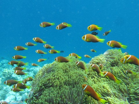 Amphiprion nigripes, Malediven - Anemonenfisch