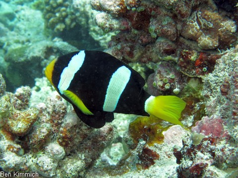 Amphiprion clarkii, Clarks-Anemonenfisch