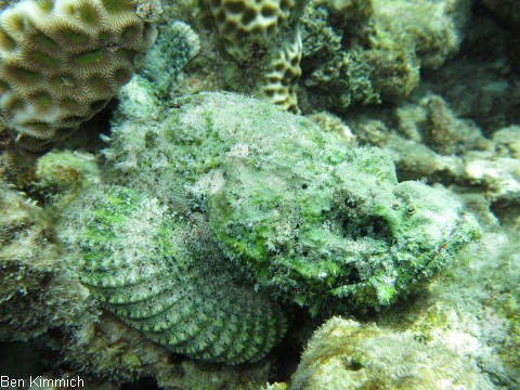Scorpaenopsis sp., Drachenkopf
