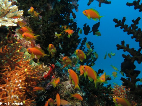 Pseudanthias squamipinnis Juwelen Fahnenbarsch
