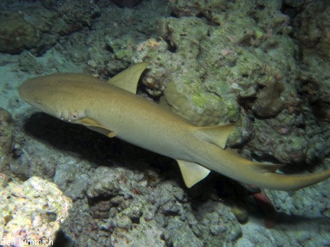 Nebrius ferrugineus, Ammenhai