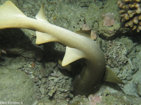 Nebrius ferrugineus, Ammenhai