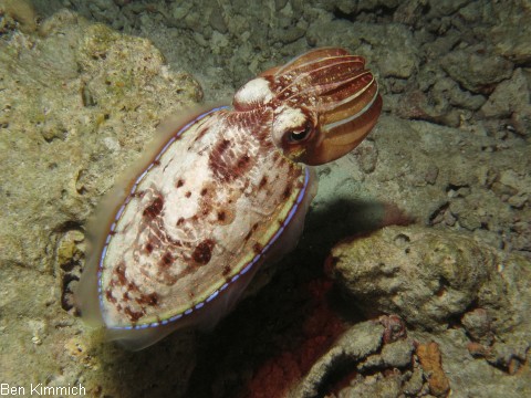 Sepia aculeata Sepie