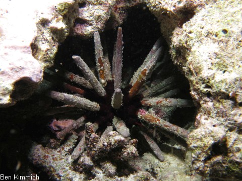 Heterocentrotus trigonarius Griffel-Seeigel oder Phyllacanthus imperialis, Lanzenseeigel