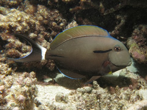 Acanthurus nigricauda, Achselklappen-Doktorfisch