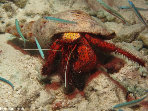 Dardanus megistos, Weisspunkt-Einsiedler
